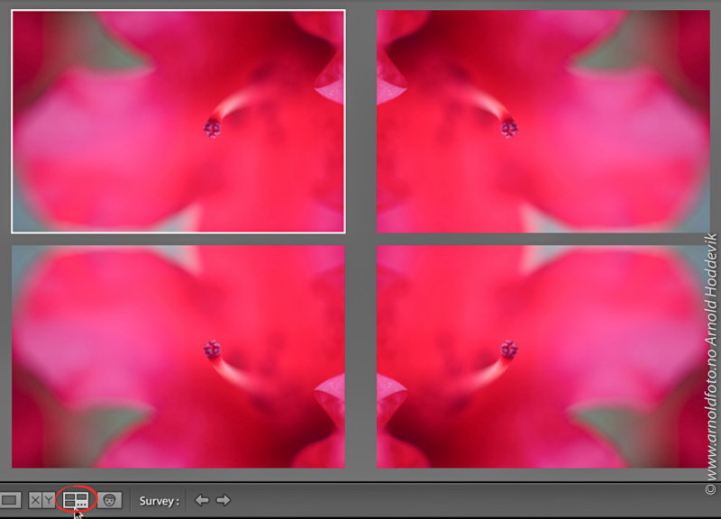 Bilder kan både speilvendes og roteres i Lightroom