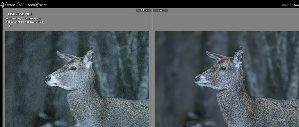 Stoyfjerning-BeforeAfter Bilde av hjort tatt med ISO 51200, og viser før/etter støyfjerning i Lightroom Classic